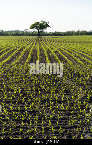 Bauern-Feld mit Maispflanzen in Reihen und ein einsamer Baum auf der schwedischen Insel Öland Stockfoto