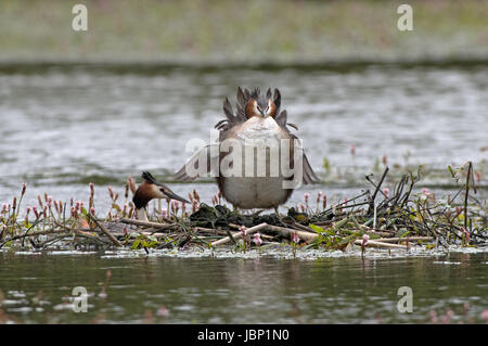 Great Crested Haubentaucher-Podiceps Cristatus am Nest. UK Stockfoto