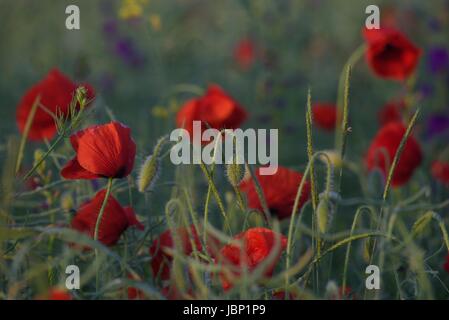 Rote Mohnblumen zwischen lila Blüten bei Sonnenaufgang Stockfoto