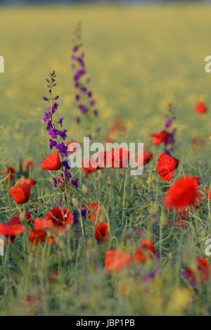 Rote Mohnblumen zwischen lila Blüten bei Sonnenaufgang Stockfoto