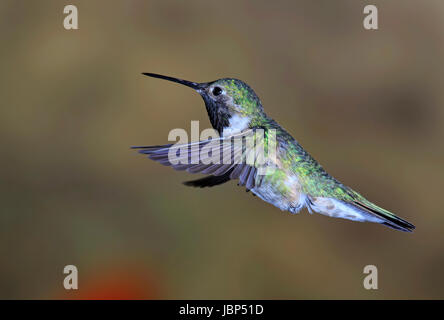 Männliche breit-tailed Kolibri (Selasphorus Platycercus) Stockfoto