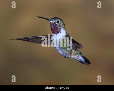Männliche breit-tailed Kolibri (Selasphorus Platycercus) Stockfoto