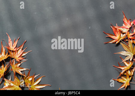 Tafeloberfläche Eingerahmt Mit Ahornblättern Vom Japanischen Fächerahorn. Stockfoto