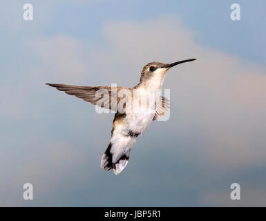 Weibliche schwarze chinned Kolibri (Archilochos Alexander) schwebt im Flug Stockfoto