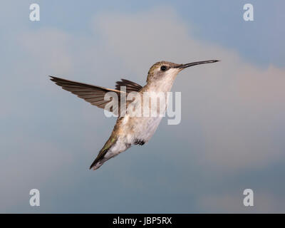 Weibliche schwarze chinned Kolibri (Archilochos Alexander) schwebt im Flug Stockfoto