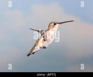 Weibliche schwarze chinned Kolibri (Archilochos Alexander) schwebt im Flug Stockfoto