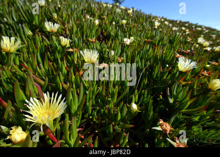 Abb. Hottentotten (Khoi Edulis) und invasiven Arten aus Südafrika auf Bryher, Scilly-Inseln. Stockfoto