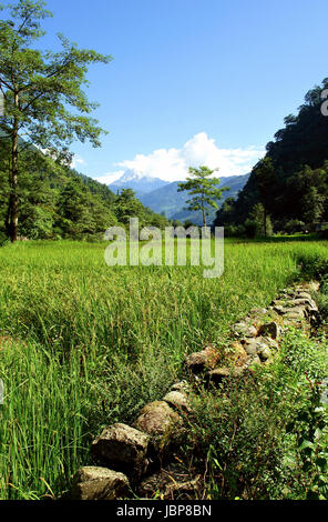 Grüner Reis Felder Landschaft, Wanderung zum Annapurna Base Camp in Nepal Stockfoto