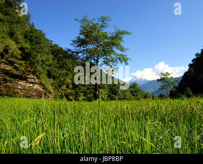 Grüner Reis Felder Landschaft, Wanderung zum Annapurna Base Camp in Nepal Stockfoto