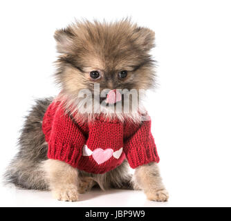 Pommern mit roter Pullover mit Herzen Stockfoto