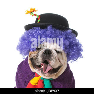 dumme Hund trägt Clownskostüm auf weißem Hintergrund - englische Bulldogge Stockfoto