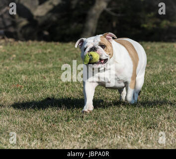 englische Bulldogge spielen fangen mit einem Tennisball Stockfoto