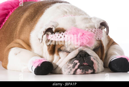 Hund, gekleidet wie eine Ballerina - englische Bulldogge Stockfoto