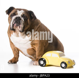 Konzept der Reisen mit Haustieren - englische Bulldogge sitzt neben Spielzeugauto auf weißem Hintergrund Stockfoto