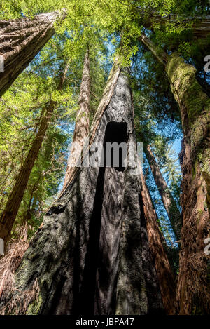 Sehen Sie sich ein Baumstamm verbrannt Redwood im Redwood National Park, Kalifornien. Stockfoto