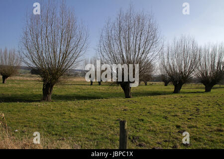 Kopfweiden Auf Einer Wiese in Schlangen (Lippe) Stockfoto