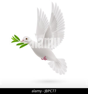 Taube des Friedens fliegen mit einem grünen Zweig im Schnabel auf weißem Hintergrund Stockfoto