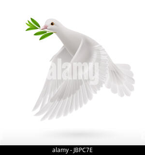 Taube des Friedens fliegen mit einem grünen Zweig nach Flut auf weißem Hintergrund Stockfoto