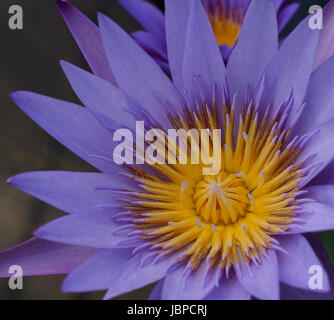 Schöne lila Lotusblume Stockfoto