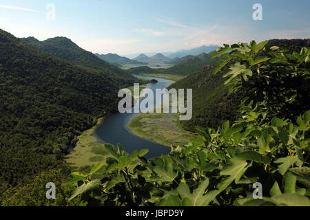 Landschaft Mit Dem Ufer des Skadar See Oder sterben Skadarsko Jezero Bei Rijeka Crnojevica in Montenegro in Europa. Stockfoto