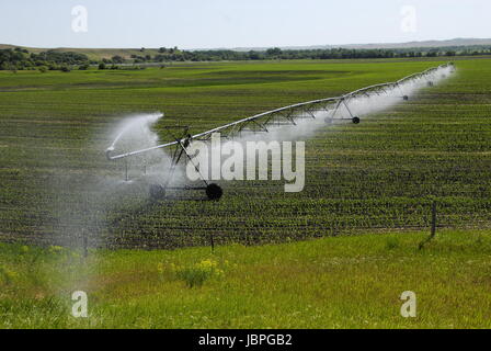 Drehmittelpunkt Bewässerung Bewässerung pflanzen. in North Dakota. Stockfoto