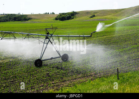 Drehmittelpunkt Bewässerung Bewässerung pflanzen. in North Dakota. Stockfoto