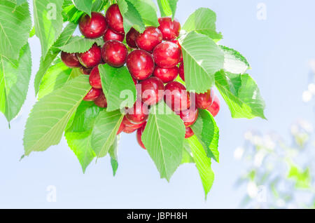 Reihe von lebendigen rot Reifen appetitlich Kirsche Beeren auf Sommer sonnenbeschienenen Ast mit üppigen Laub in sonniger Obstgarten gegen klar blauen Himmel Stockfoto