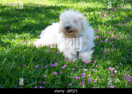 Süße junge Hund Komondor auf einer blühenden Wiese liegend Stockfoto