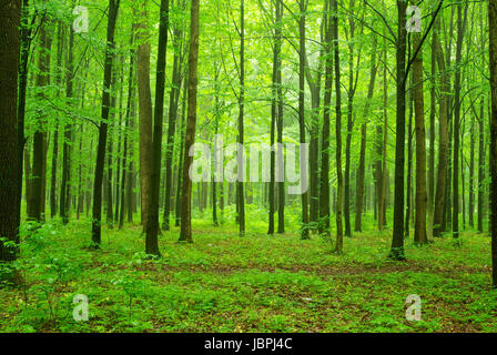 atemberaubende Aussicht wie die Sonne scheint durch den Wald an einem nebligen Tag Stockfoto