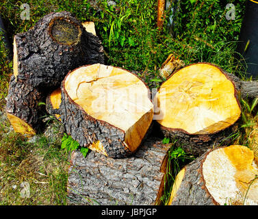 Haufen von Log auf einer Wiese in La spezia Stockfoto