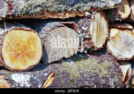 Haufen von Log auf einer Wiese in La spezia Stockfoto