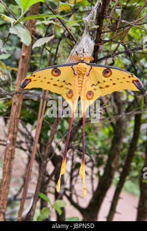 Riesiger Komet Motte (Argema Mittrei), Andasibe-Mantadia Nationalpark, Madagaskar Stockfoto