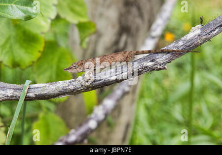 Baum-Chamäleon unterwegs, Andasibe Nationalpark, Madagaskar Stockfoto