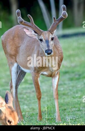 Große weiß - angebundene Rotwild Bock (Odocoileus Virginianus) mit samt Geweih im späten Frühjahr Stockfoto