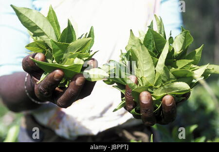 Eine Frau Beim Teepfluecken in Einer Teeplantage in Den Bergen Bei Nuwara Eliya Auf der Insel SriLanka Im Indischen Ozean. Stockfoto