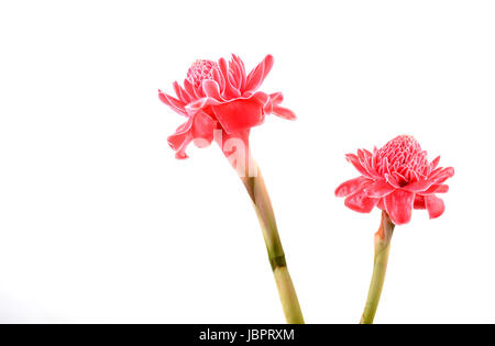 Etlingera Elatior Blume isoliert auf weißem Hintergrund Stockfoto