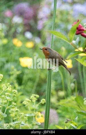 Erithacus Rubecula. Robin auf einer Allium-Stamm in einem englischen Cottage-Garten. UK Stockfoto