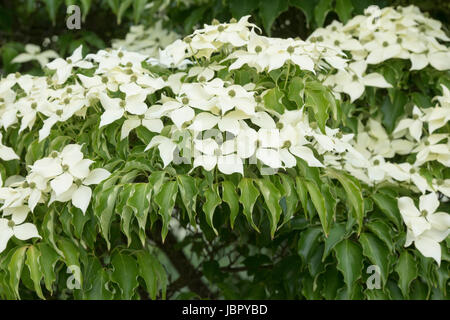 Cornus Kousa "John Slocock". Hartriegel Baum in Blüte Stockfoto