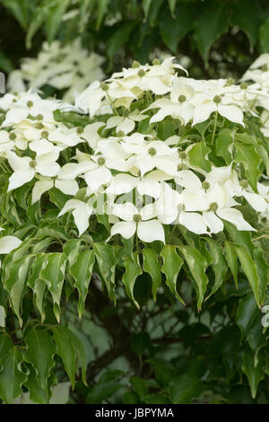 Cornus Kousa "John Slocock". Hartriegel Baum in Blüte Stockfoto