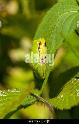 Europäische Laubfrosch - Hyla Arborea in Einer Seitenansicht Stockfoto