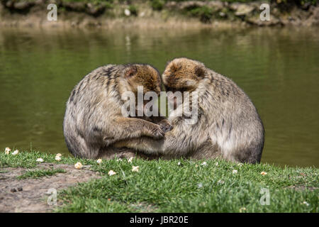 Affen Lausen Sitsch Stockfoto