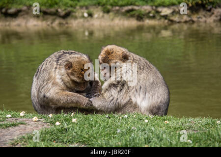 Affen Lausen Sitsch Stockfoto