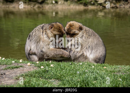 Affen Lausen Sitsch Stockfoto