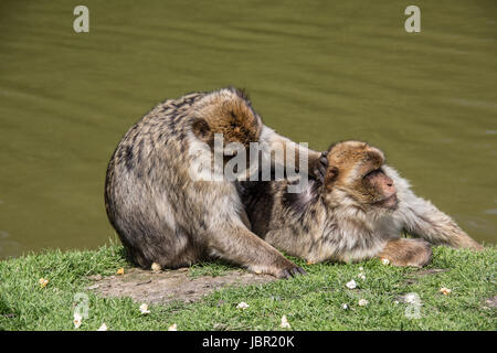 Affen Lausen Sitsch Stockfoto