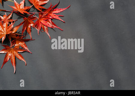 Abgenutzter Dunkler Hintergrund, Eingerahmt Mit Rotem Ahornblättern Vom Japanischen Fächerahorn. Stockfoto