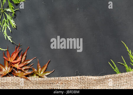 Tafeloberfläche Eingerahmt Mit Ahornblättern Vom Japanischen Fächerahorn. Stockfoto