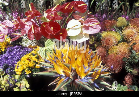 Das Traditionelle Blumenfest in der Hauptstadt Funchal Auf der Insel Madeira Im Atlantischen Ozean, Portugal. Stockfoto