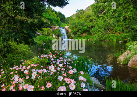 Diese späten Nachmittag zeigt "Unbeschwerte Delight" Rosen im Vordergrund des Gebiets Wasserfall Red Butte Garden in Salt Lake City, Utah, USA. Stockfoto