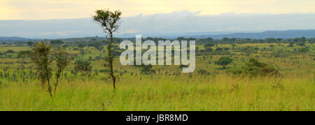 Ein Blick über eine ugandische Tal bedeckt im Grün der Bäume und Gräser. Stockfoto