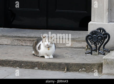 Larry Downing Street Cat Juni 2017 Parlamentswahlen Downing Street, London, England 9. Juni 2017 außerhalb keinen Kredit 10 Downing Street, London, England: Allstar Bild Bibliothek/Alamy Live-Nachrichten Stockfoto